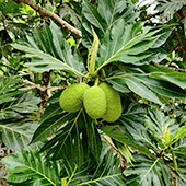 Improving the Breadfruit Drying Process